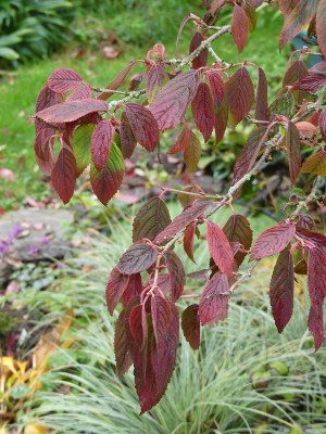 2020-10-17 Viburnum plicatus 'Mariesii' 1.jpg