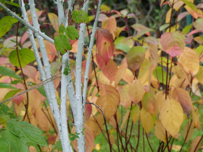 2020-10-17 Rubus biflorus.jpg