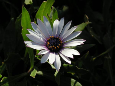 jan_osteospermum_5495.JPG