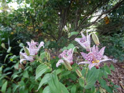 Tricyrtis Oktober 2020.JPG