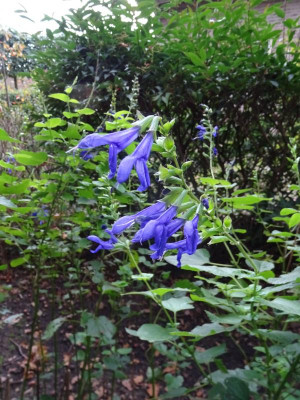 Salvia guaranitica Blue Enigma Oktober 2020.JPG