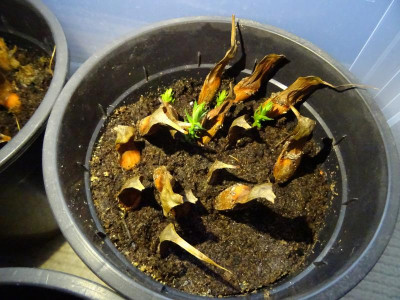 Araucaria araucana Germination Oktober 2020.JPG