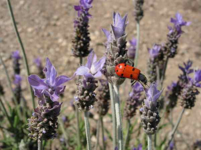apr_lavendel_6416.JPG
