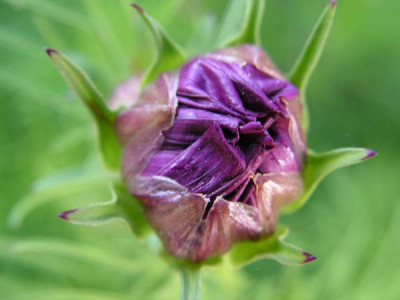 mai_cosmea_7878.JPG