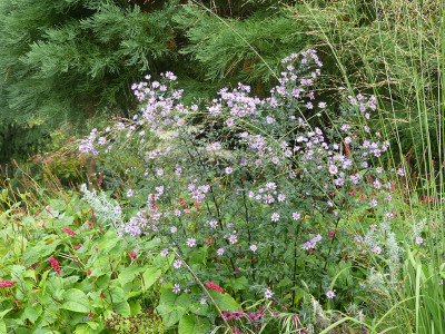 2020-10-17 Aster 'Nyx' 1.jpg