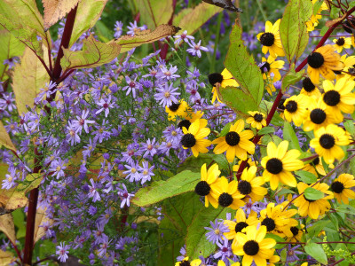 2020-10-17 Aster 'Treffpunkt'.jpg