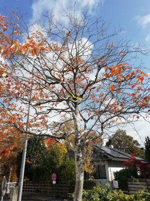felsenbirne1o (480x640).jpg