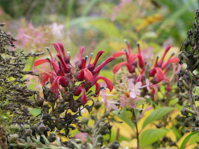 2020-10-18 Lobelia tupa.jpg
