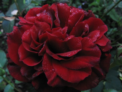 Isabell_Renaissance_111.jpg