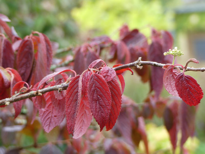 2020-10-17 Viburnum plicatus 'Mariesii' 2.jpg