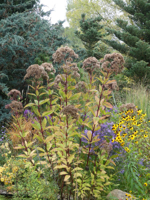 2020-10-18 Eupatorium 'Riesenschirm' 1.jpg