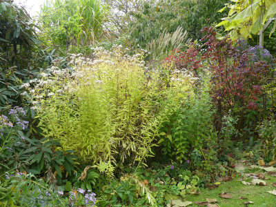 2020-10-18 Aster umbellatus 'Touch of Gold'.jpg