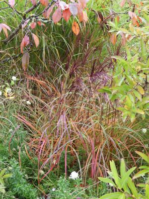 2020-10-17 Miscanthus 'Red Chief' 1.jpg