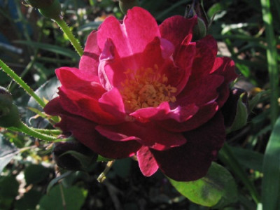 cardinal_Hume_111.jpg