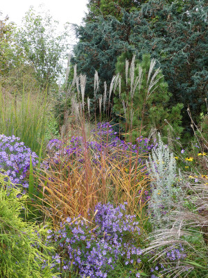 2020-10-18 Miscanthus purpurascens.jpg