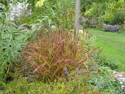 2020-10-18 Miscanthus Herbstbeet Foerster 2.jpg