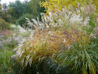 2020-10-18 Miscanthus 'Veitshöchheim' 1.jpg