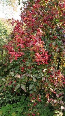 DSC_2419.JPG