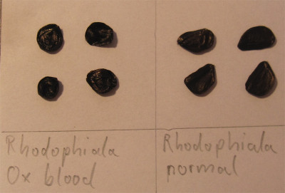 Rhodophiala-seeds.jpg