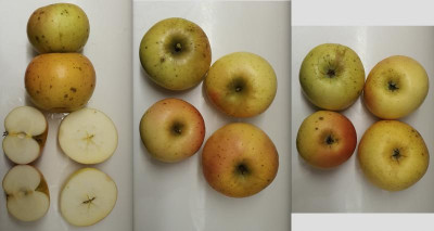 apfel2.png