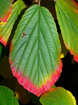 Hamamelis_im_Herbst.JPG