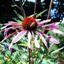 echinacea1.jpg