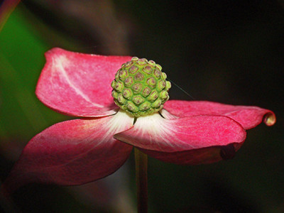 P1050056_bearbeitet-2.jpg