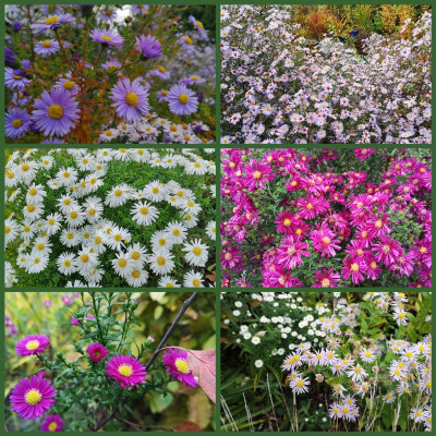 inCollage_20201020_114322676.jpg