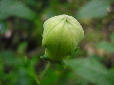 ballonblume_grun.JPG