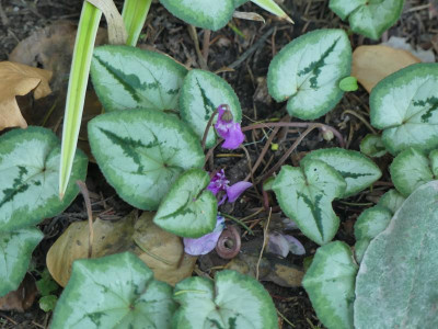 P1120706.JPG