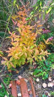 WP_20201017_16_32_08_Pro.jpg