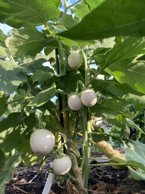 White Egg Aubergine.jpg