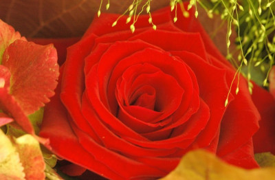 Rosa_x_1_07-10-2007.jpg