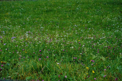 DSC_1663.JPG