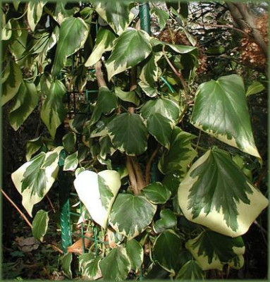 H._colchica_Dentata_Variegata.JPG