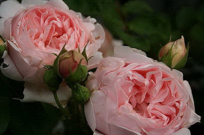 Ambridge_Rose_CH.JPG