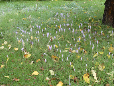 2020-10-21 Crocus speciosus.jpg