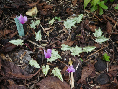Cycl hederif 'Lysander' 201021.jpg