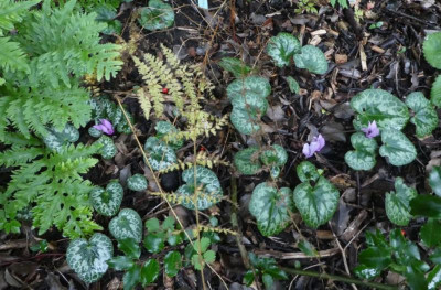 Cycl purpurascens 2201021k.jpg