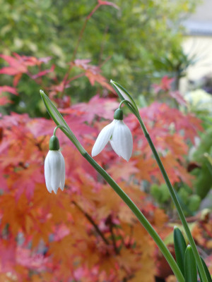 2020-10-21 Galanthus reginae-olgae 'Cambridge'.jpg