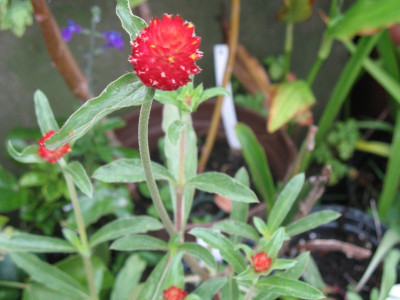 IMG_2663a.jpg_Gomphrena_haageana_Strawberry_Fields.jpg