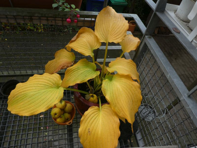 Hosta 'Fleet Week' 201021 k.jpg