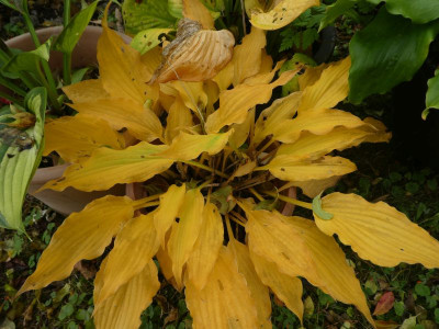 Hosta 'Marrakech' 201021 k.jpg