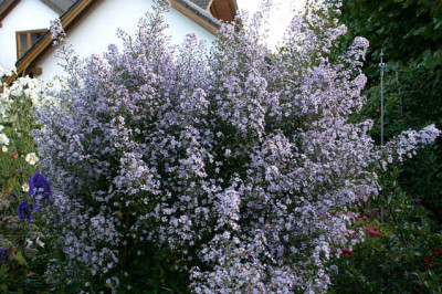 Herbstaster0607jpg.jpg