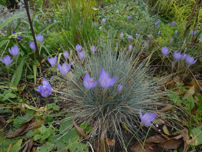 Crocus speciosus 201021 k.jpg