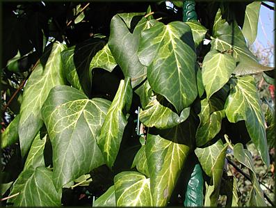 H.c.Sulphur_Heart.JPG