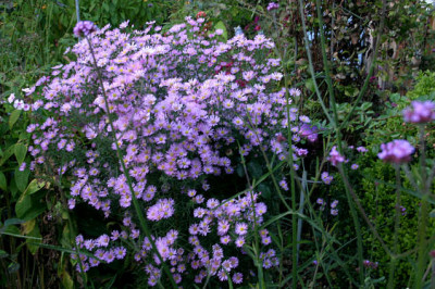 Herbstaster0707jpg.jpg