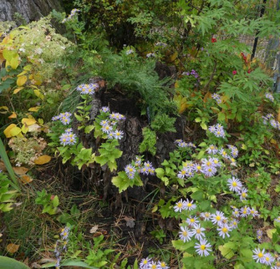 Aster ageratoides usw 201021 k.jpg