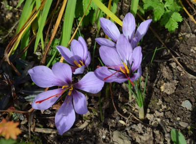 Crocus_sativus.20-1.jpg