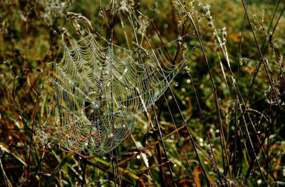 Spinnweben_2_07-10-2007.jpg